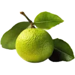 monk fruit